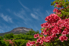 2020_八幡ツツジ群落(3)