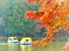 2021-11-21_栃木県井頭公園-1(Velvia)