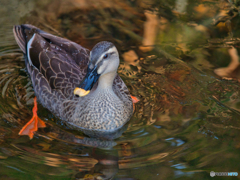 2020-12-20_栃木県中央公園(3)