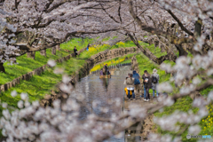 2021-03-27_新河岸川の桜(5)