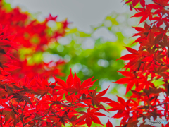 2021-06-06_平家の里-3