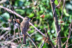 2025-12-13_唐澤山神社-1