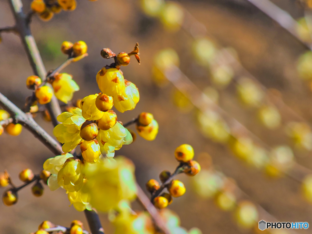 2022-01-04_金滝山 清水寺-3