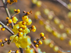 2022-01-04_金滝山 清水寺-3