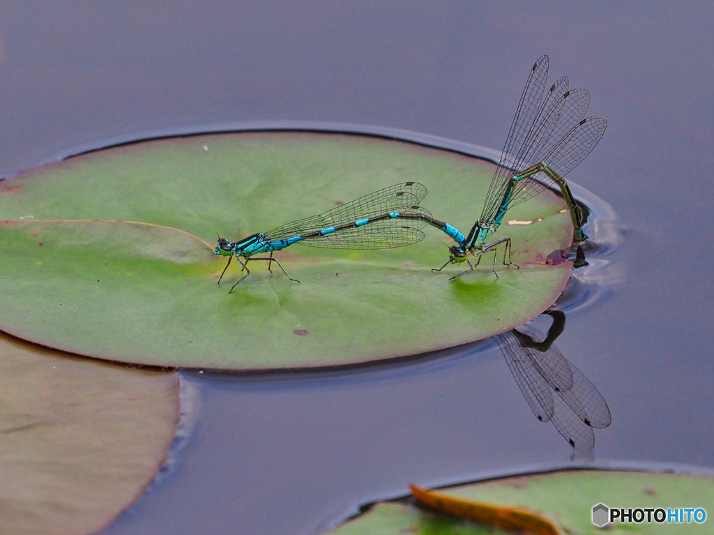 2021-06-18_照南湖ビオパーク-1