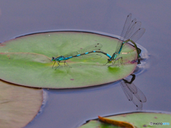 2021-06-18_照南湖ビオパーク-1