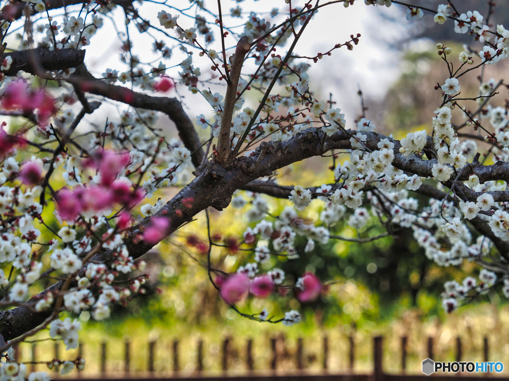 2022-03-11_偕楽園-4