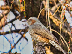 2021-01-05_栃木県中央公園(5)