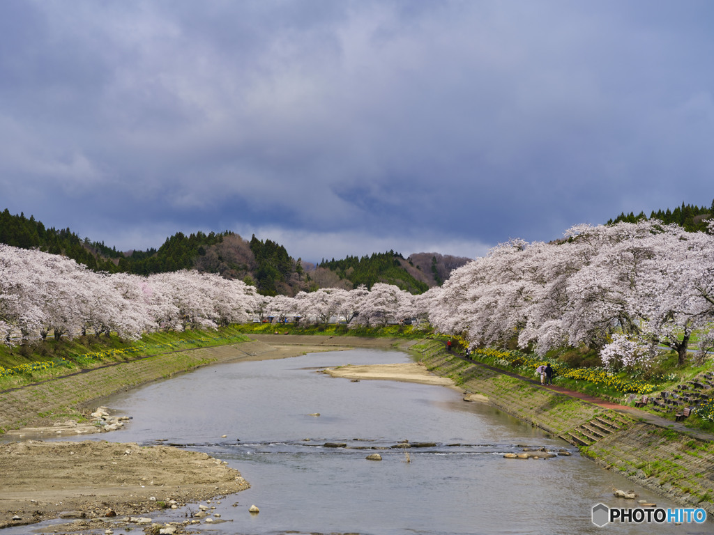 2022-04-16_夏井千本桜-2