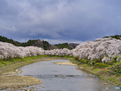 2022-04-16_夏井千本桜-2