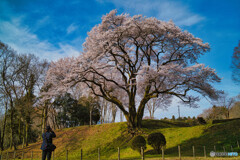 2023-03-21_氏邦桜(鉢形城の桜・エドヒガン)-1