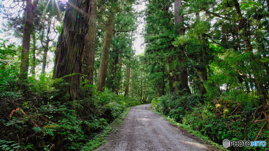 2021-09-13_日光杉並木-1