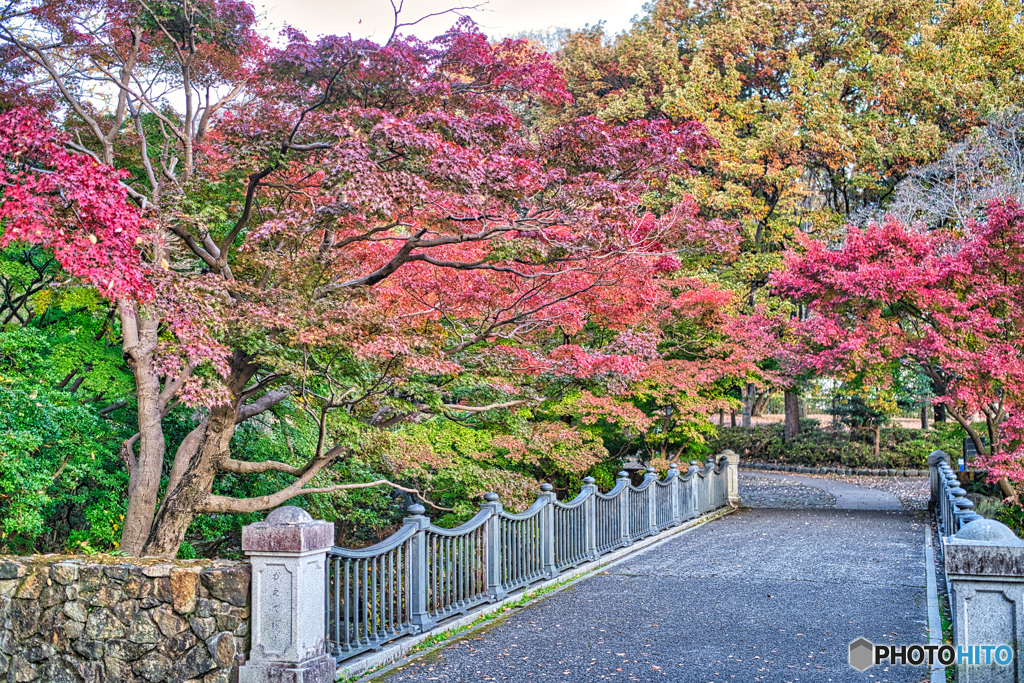 2020-11-16_栃木県中央公園(1)