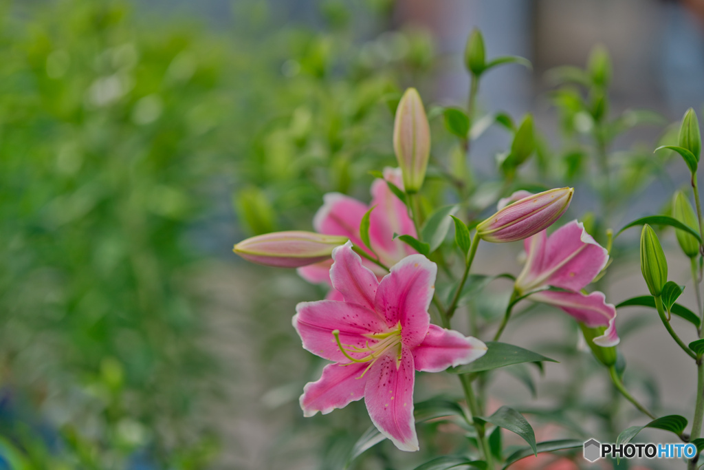 ハンターマウンテンゆりパーク