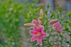 ハンターマウンテンゆりパーク