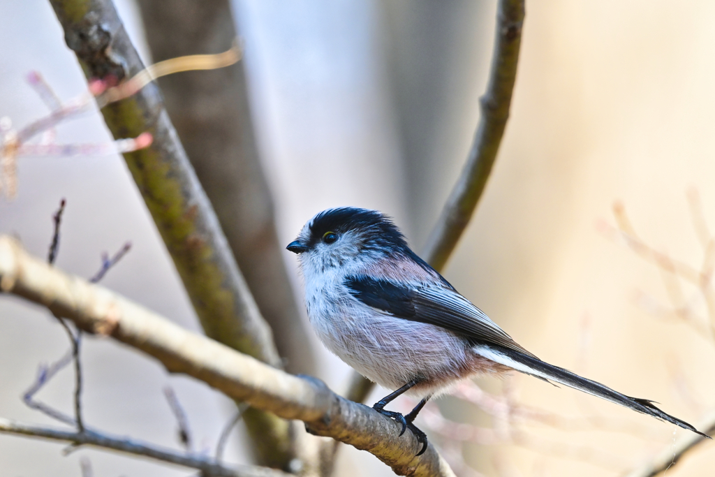 2024-01-28_栃木県井頭公園-3