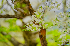 2021-05-29_那須散策-16