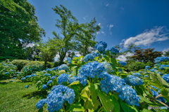 2020-06-20_黒羽城址公園(1) (1)