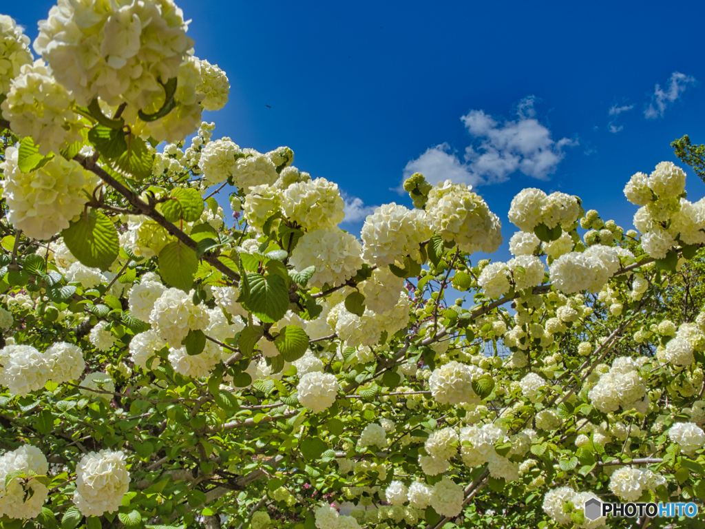 2021-04-18_あしかがフラワーパーク-7