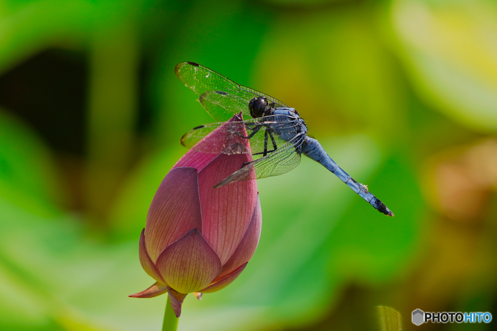 2020-08-29_トンボ