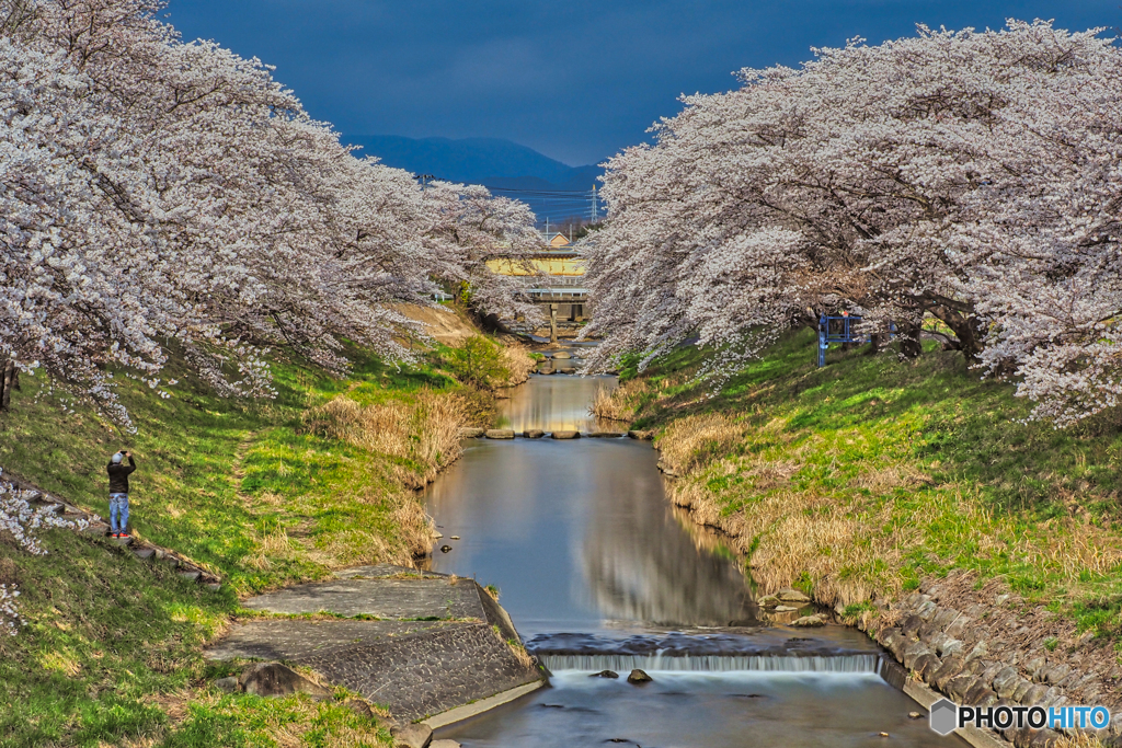 2021-04-03_藤田川ふれあい桜(3-1)