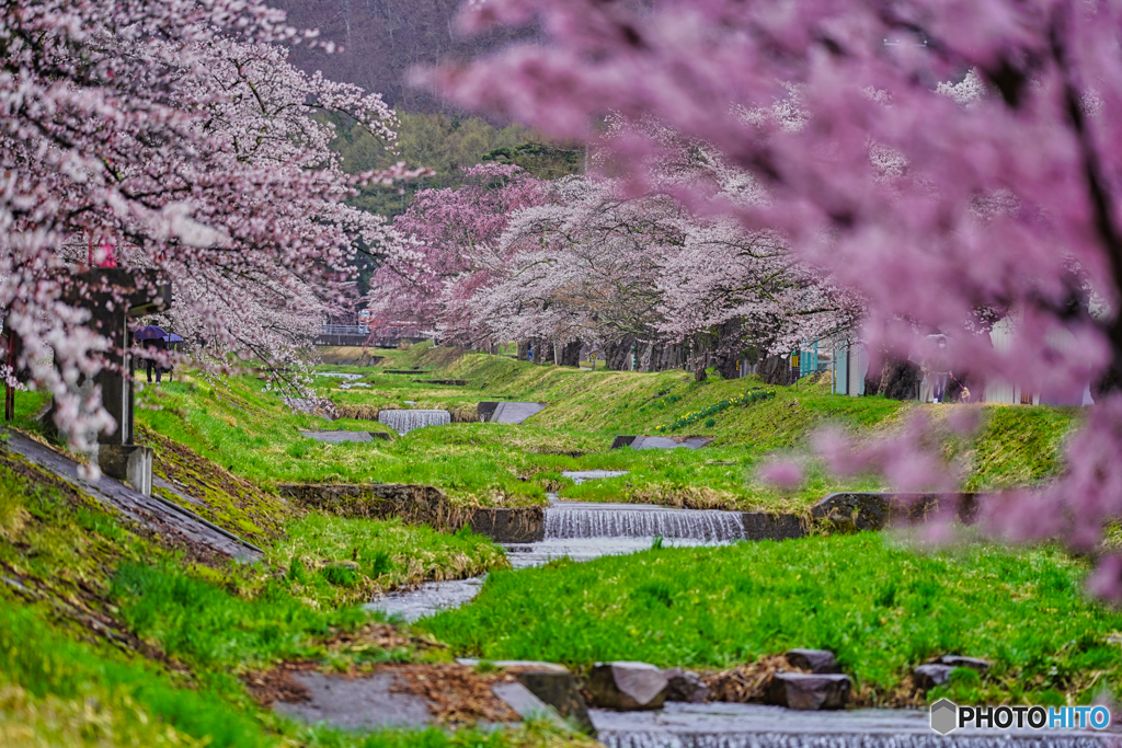 2021-04-17_観音寺川さくら並木-4(福島県)