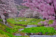 2021-04-17_観音寺川さくら並木-4(福島県)