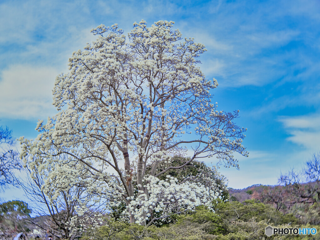 2022-03-19_あしかがフラワーパーク-4