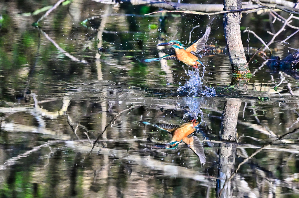2024-01-08_栃木県井頭公園-5
