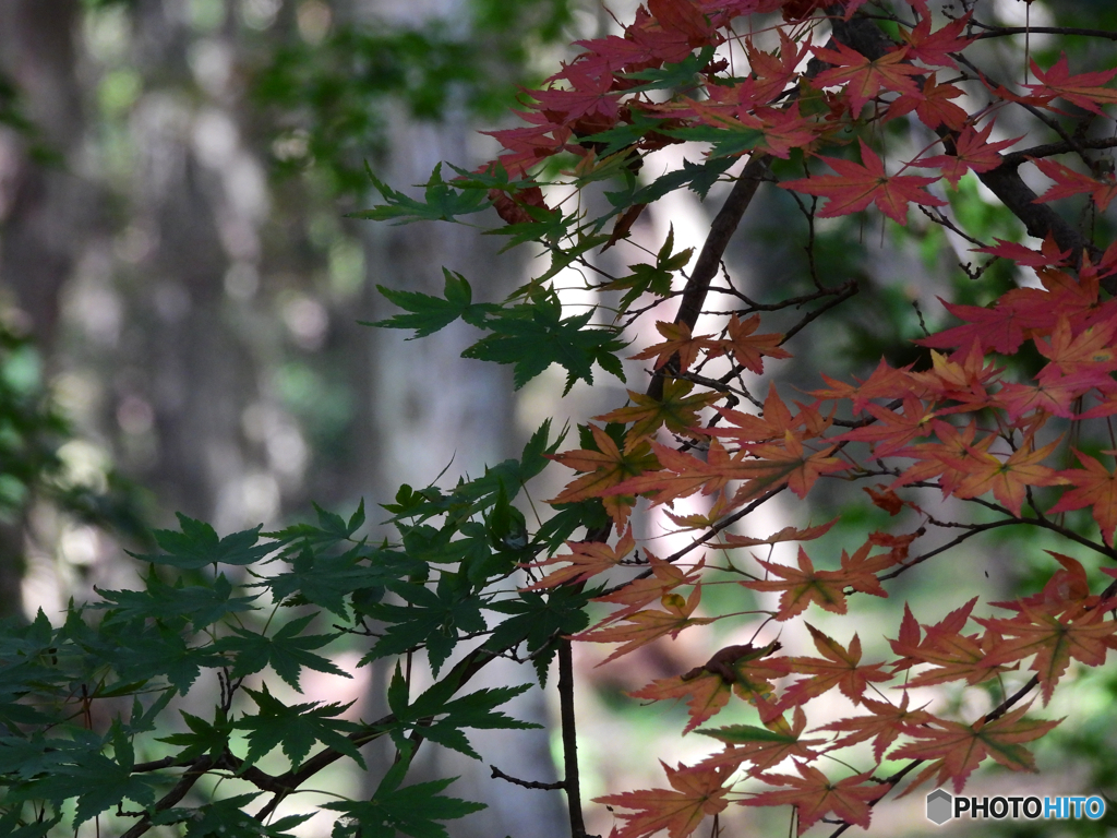 2022-10-23_栃木県 井頭公園-1