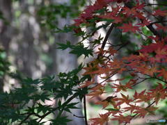 2022-10-23_栃木県 井頭公園-1