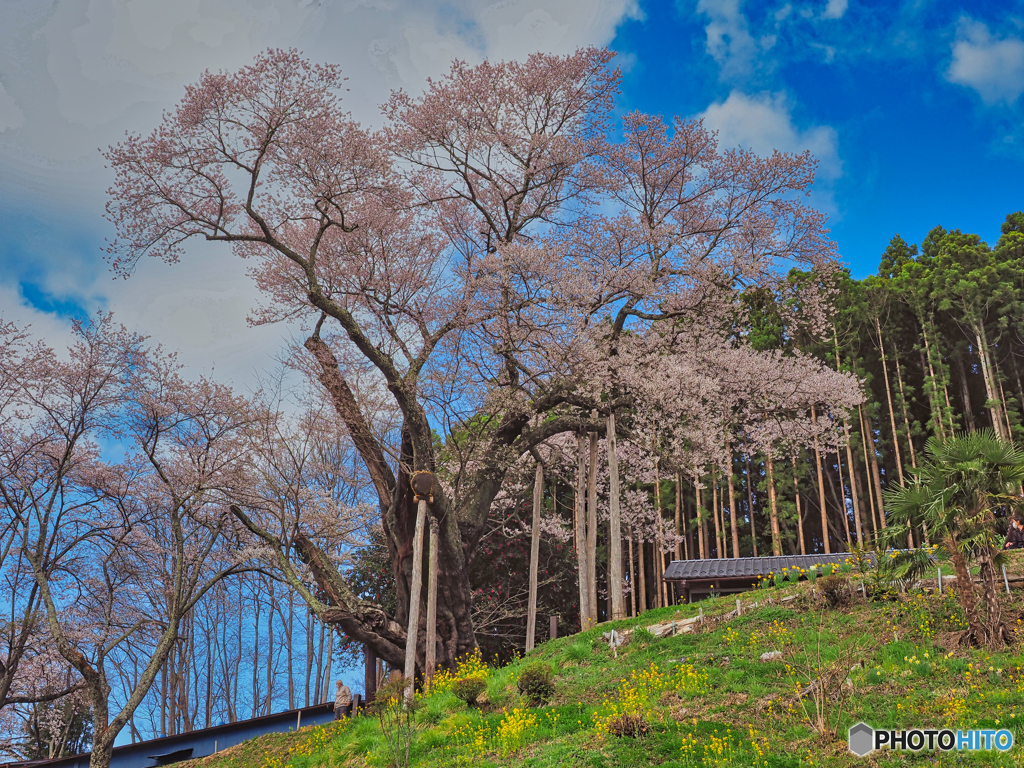 2021-04-03_福島の桜(2)