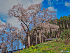 2021-04-03_福島の桜(2)