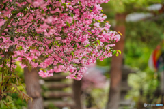 2021-05-01_塩原温泉-5