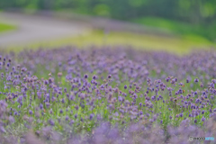 2020-08-02_たんばらラベンダーパーク(2)