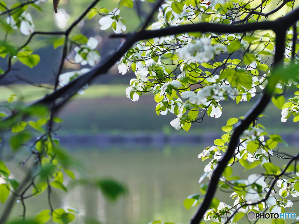 2022-04-22_宇都宮中央公園-6