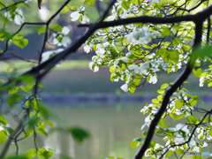 2022-04-22_宇都宮中央公園-6