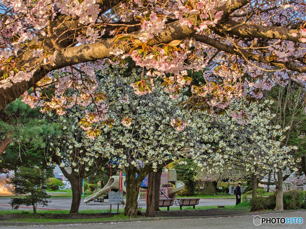 2021-04-08_桜美公園-1