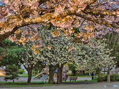 2021-04-08_桜美公園-1