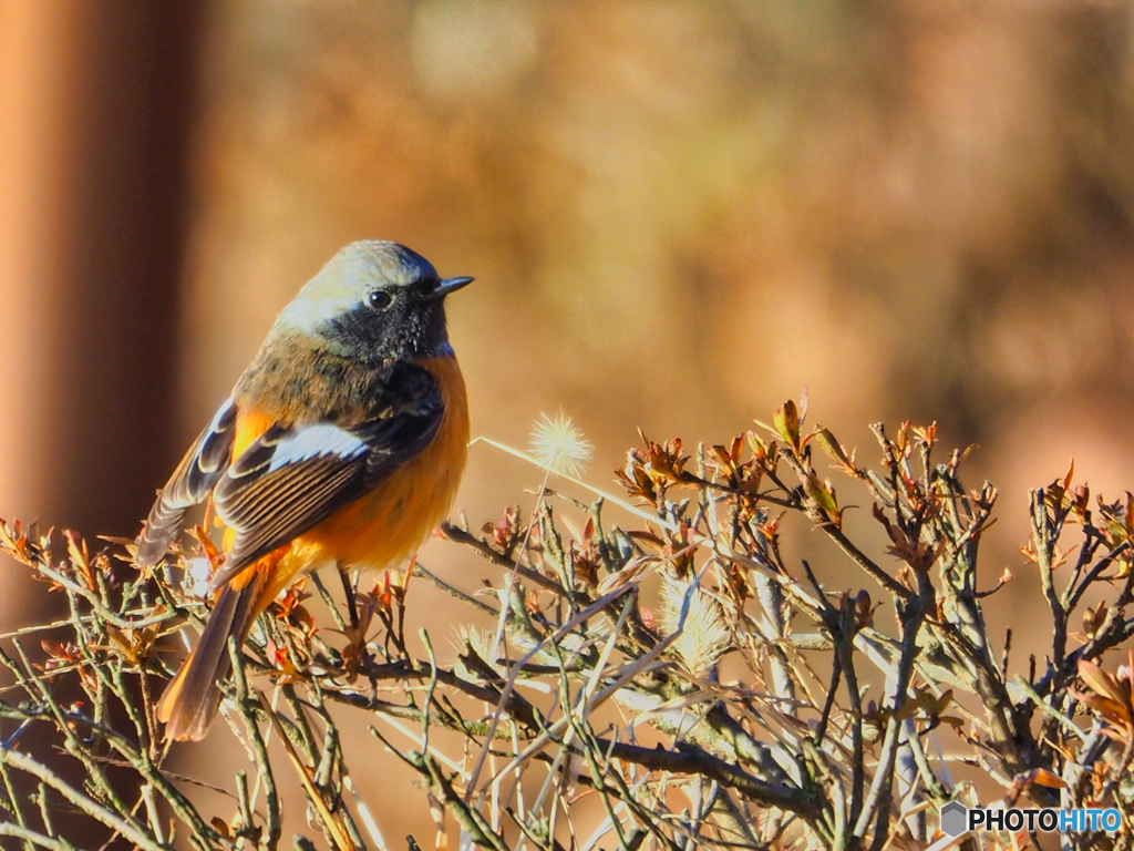 2021-02-06_野鳥(6)
