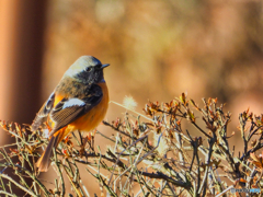 2021-02-06_野鳥(6)