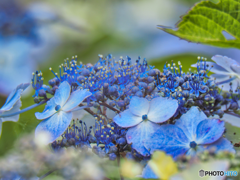 2022-06-18_みずほの自然 の森公園-1