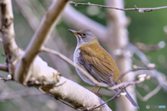 2022-12-24_栃木県 井頭公園-1