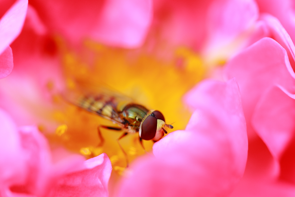 花の揺り籠