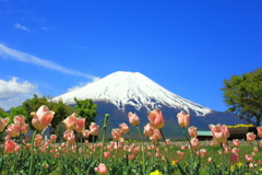 富士山