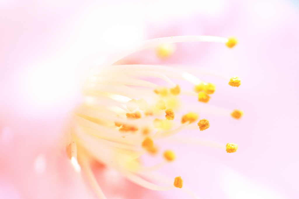 さくらさくら