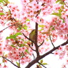 待ち遠しい春