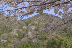 山桜