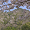 山桜