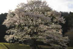 淡墨桜